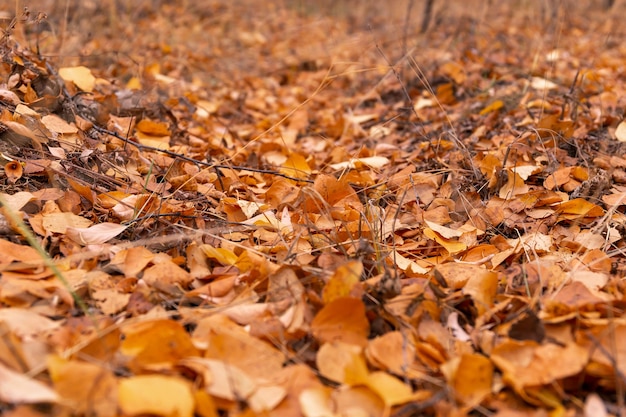 herfstbladeren op de grond selectieve focus