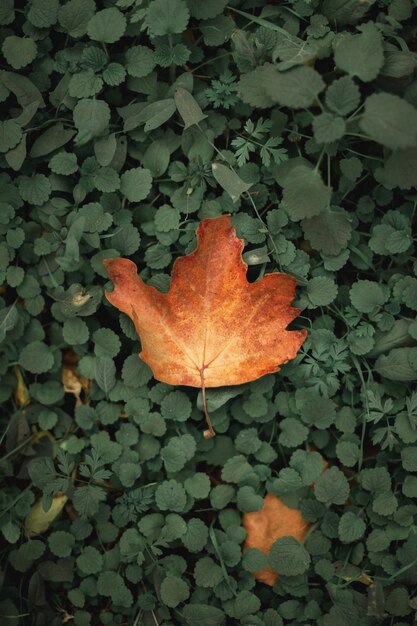 herfstbladeren op de grond