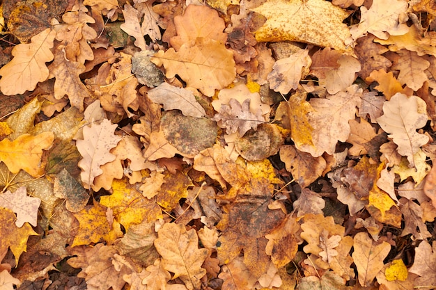 Herfstbladeren op de grond