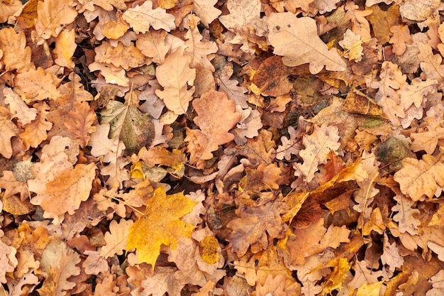 Herfstbladeren op de grond