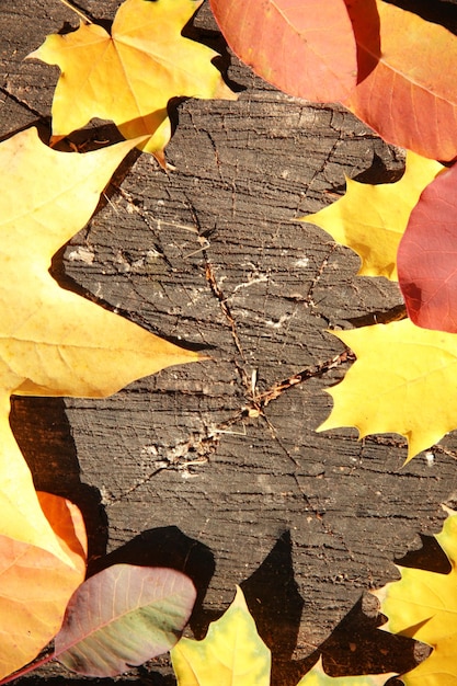 Herfstbladeren op de houten achtergrond