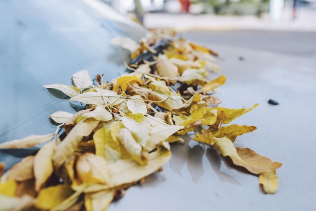 Foto herfstbladeren op de motorkap van de auto onder de voorruit