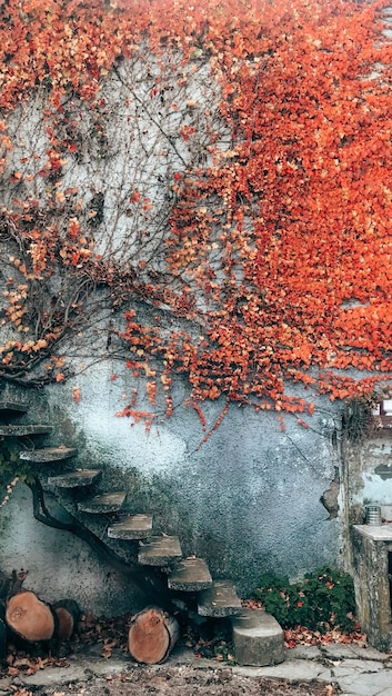 Foto herfstbladeren op de muur.