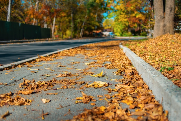 herfstbladeren op de weg herfstseizoen