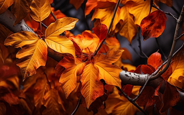 Herfstbladeren op een boom