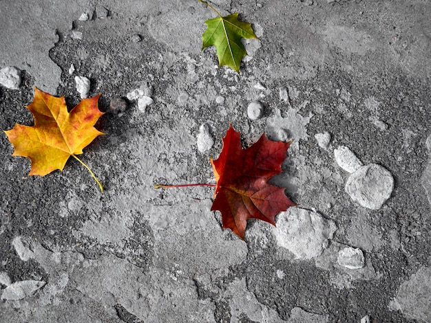 Herfstbladeren op een grijze achtergrond