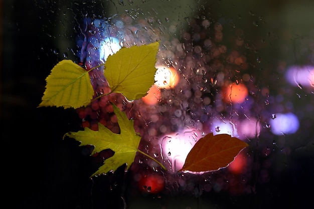 Herfstbladeren op een nat raam op een achtergrond van regenachtig weer