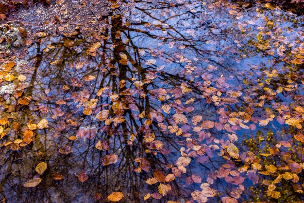 Herfstbladeren op een plas in een bos