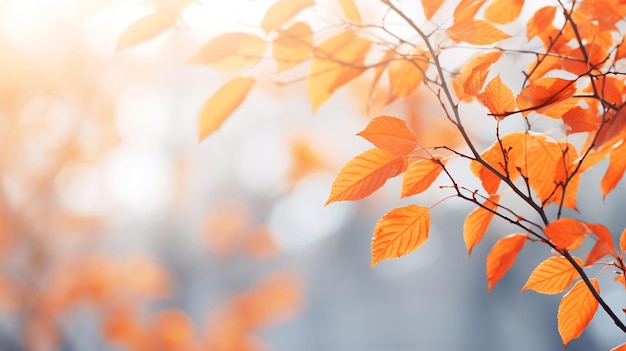 Herfstbladeren op een wazige achtergrond Herfstseizoen concept Kopieer ruimte