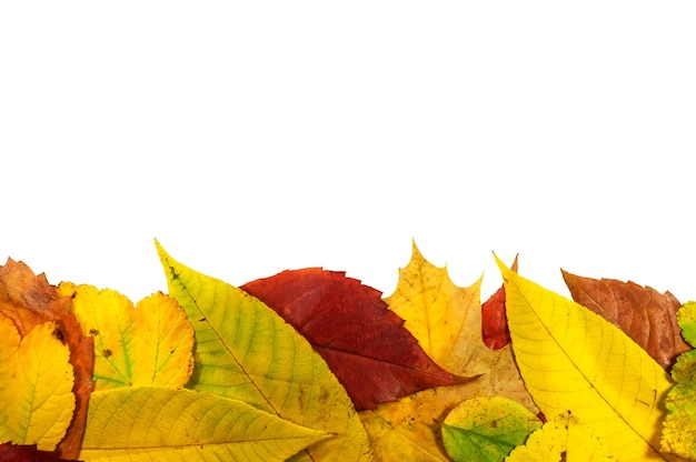 Herfstbladeren op een witte achtergrond veelkleurig