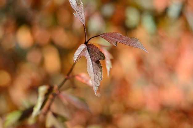 Herfstbladeren op een zonnige dag