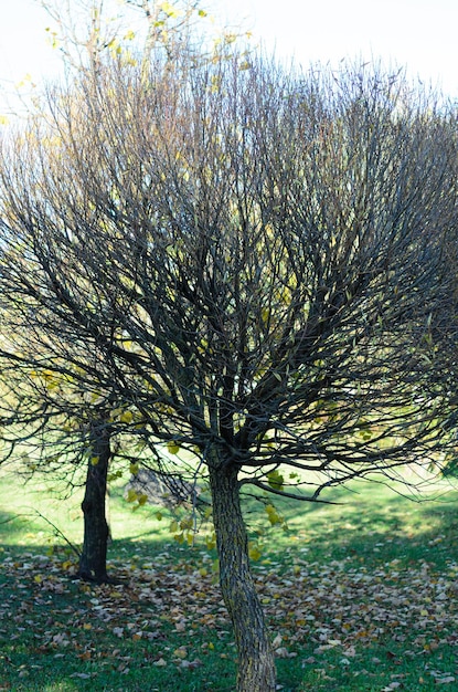 Herfstbladeren op een zonnige dag