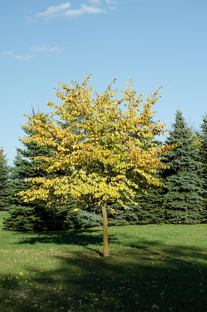 Herfstbladeren op een zonnige dag