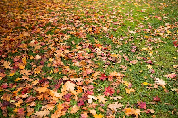 Herfstbladeren op gazon