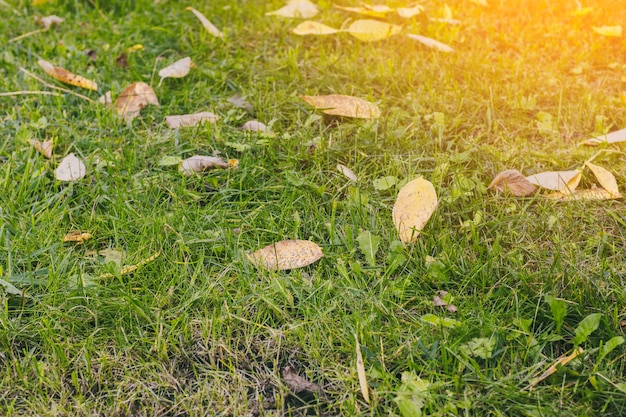 Herfstbladeren op groen gras in de zon Herfst in Europa