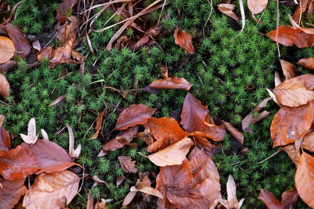 Herfstbladeren op groen gras