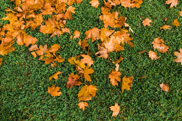 Herfstbladeren op groen grasveld, uitzicht van bovenaf