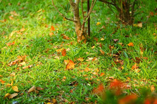 Herfstbladeren op het gras