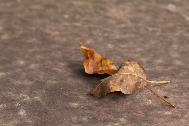 Herfstbladeren op houten tafel