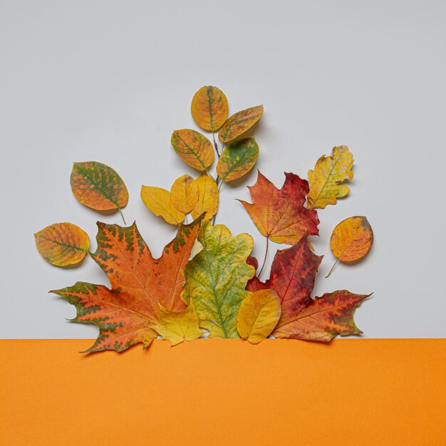Herfstbladeren op oranje en grijs, bovenaanzicht