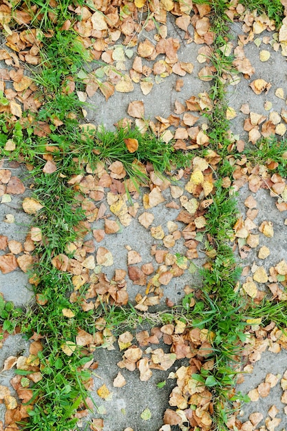 Herfstbladeren op stoepplaat