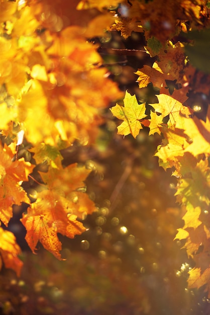 Herfstbladeren op zonnige achtergrond
