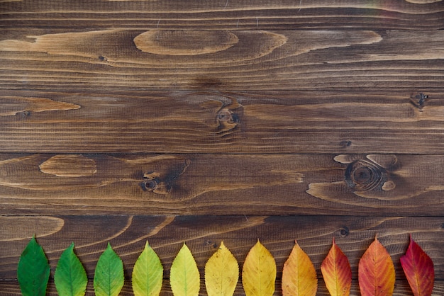 Herfstbladeren opgemaakt in een strook gaan van groen naar rood op een houten achtergrond