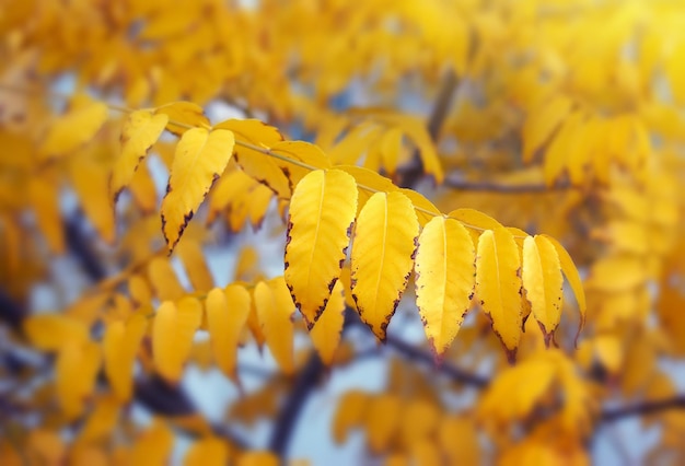 Foto herfstbladeren samenstelling van de natuur