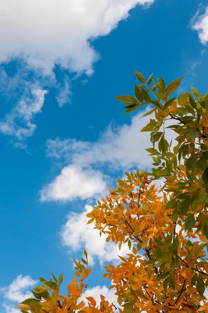 Herfstbladeren tegen een bewolkte lucht