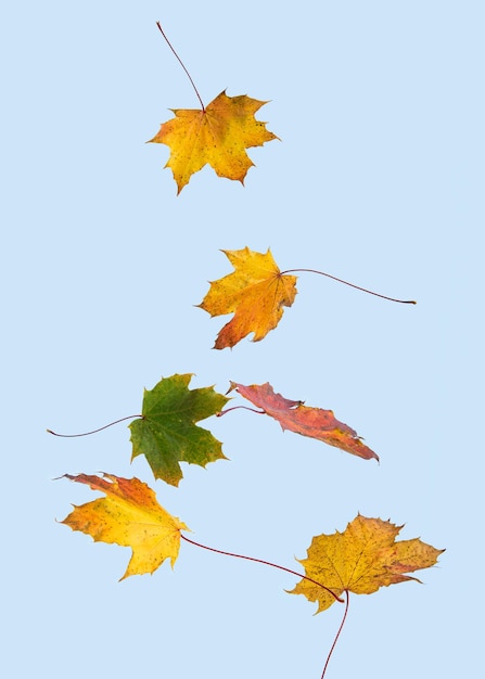 Foto herfstbladeren vallen geïsoleerd op blauwe achtergrond smartphone wallpaper minimaal herfstconcept