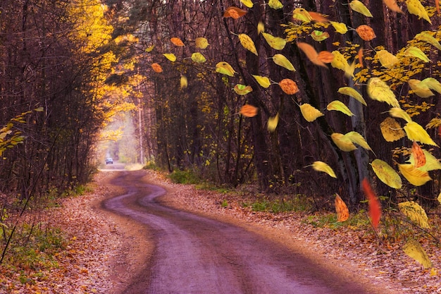 Foto herfstbladeren vallen naar beneden herfstbladeren in beweging