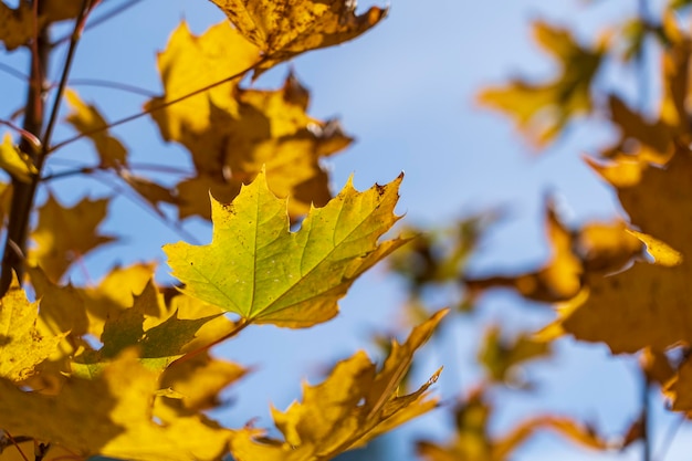 Herfstbladeren van boom Herfst natuurlijke achtergrond van geeloranje groen gebladerte Schilderachtige natuurachtergrond van herfstbladeren Veelkleurige herfstbladboom Kleurrijk bont gebladerte in zonlicht