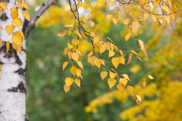 Herfstbladeren van een berk