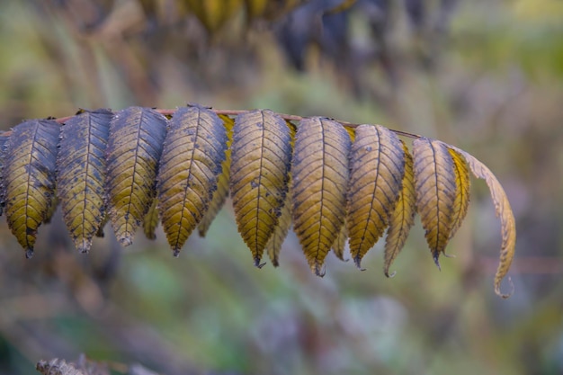 Herfstbladeren van een boom op een wazige natuurlijke achtergrond Patroontextuur van bladeren