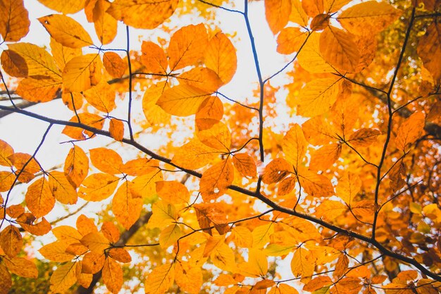 Herfstbladeren van hazelnootstruik boven de lucht