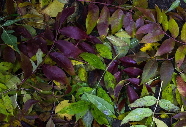 herfstbladeren voor achtergrond