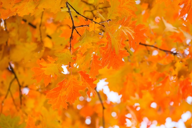 Herfstbladeren zeer ondiepe focus