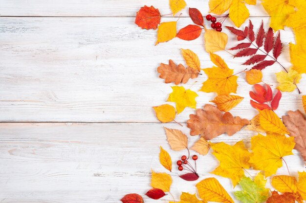 Herfstbladeren zijn rood en geel op een oude witte houten achtergrond. het concept van een vakantie, studie.