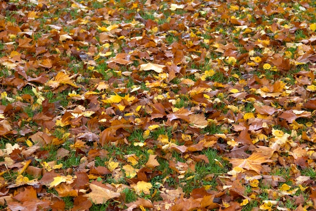 herfstbladeren