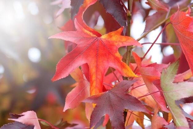 Herfstbladeren