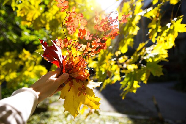 Herfstboeket van gele en rode gedroogde bladeren in de hand herfststemming felle kleuren