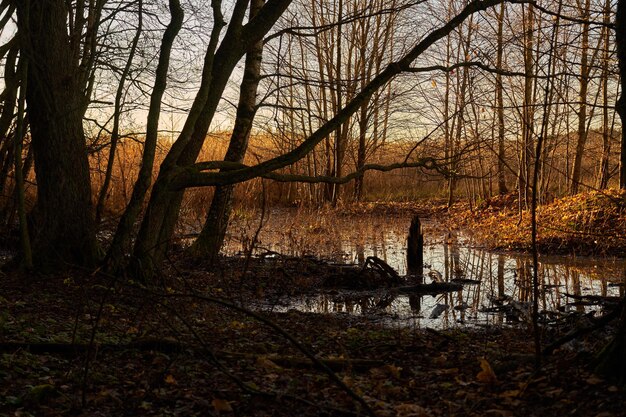 Herfstbomen en riet bij zonsondergang