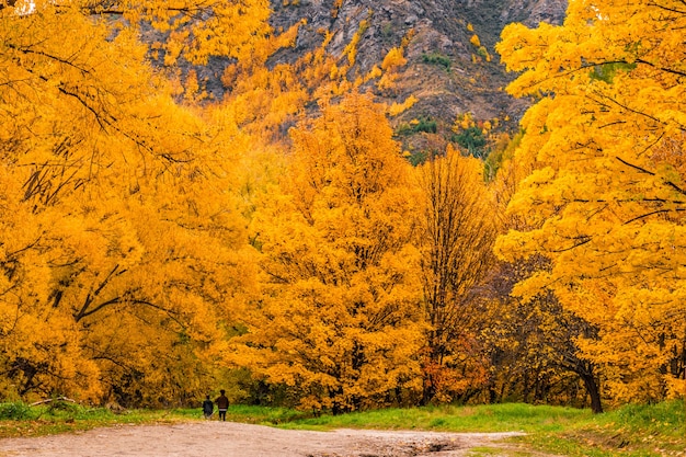 herfstbomen in arrowtown, nieuw-zeeland