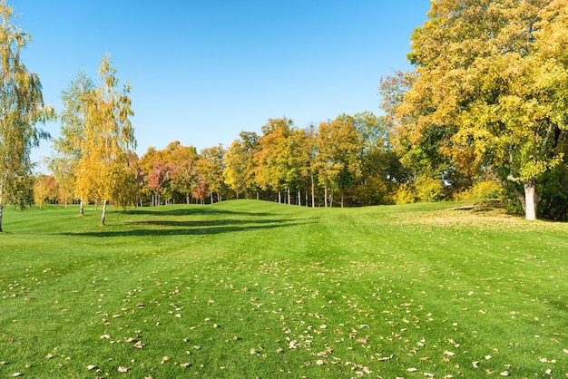 Herfstbomen in bos op groen grasveld