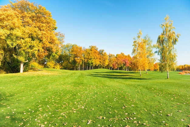 Herfstbomen in bos op groen grasveld