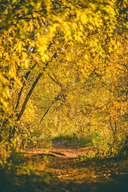 Herfstbomen in de ochtend