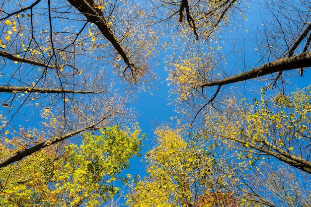 Herfstbomen in de wind en helderblauwe lucht