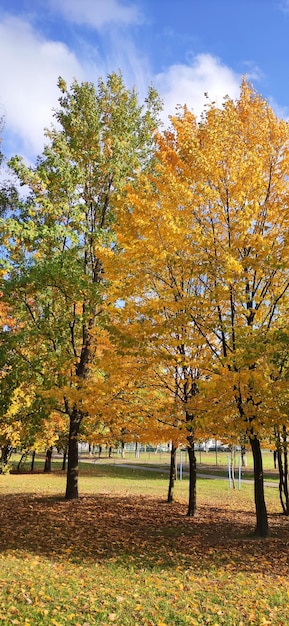 herfstbomen in de zon