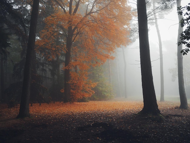 Herfstbomen in het bos bij mistig weer