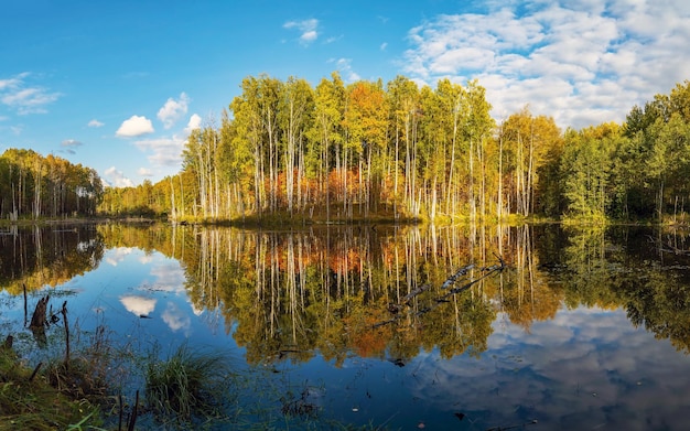 Herfstbomen in het bos worden weerspiegeld in de vijver